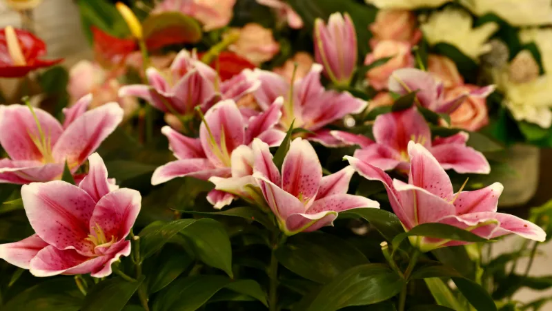 Curso de Técnico Profesional en Arte Floral con Prácticas