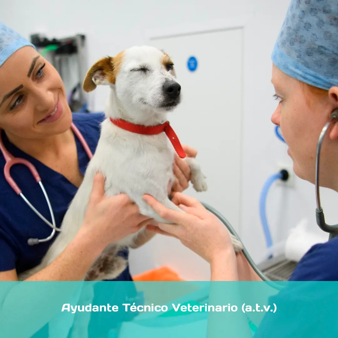 Curso de Ayudante Técnico Veterinario (ATV) con Prácticas