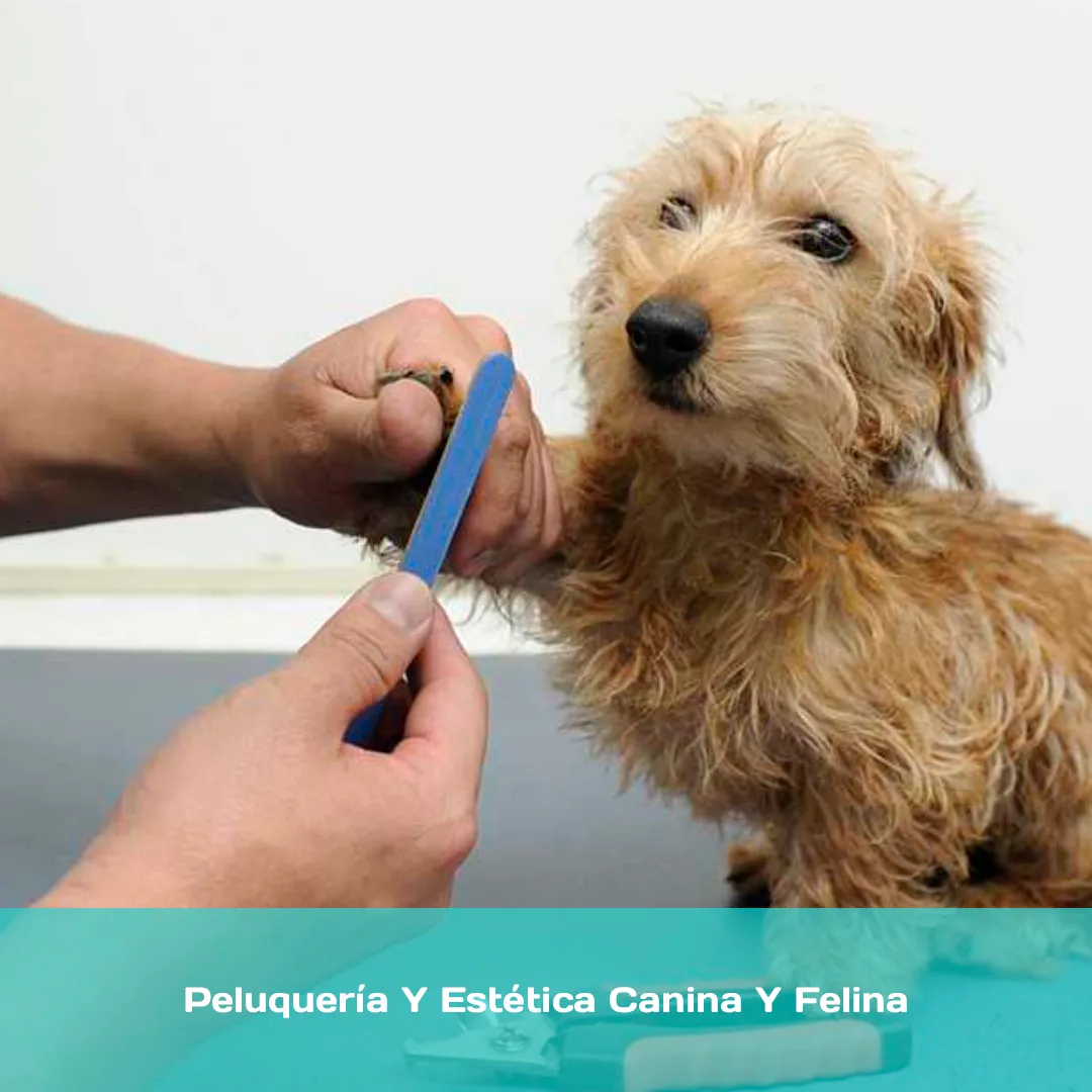 Curso de Peluquería y Estética Canina y Felina con Prácticas